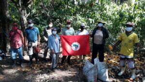 Famílias Sem Terra realizando a colheita do cacau